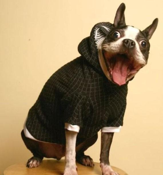 狗狗的超囧表情组图