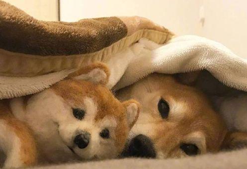 这一只日本柴犬有着两个玩伴,这些玩伴不是其他狗狗,也是柴犬,只不过
