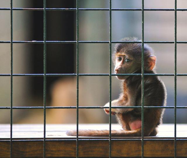 一头熊孤零零的靠在水泥墙上发呆,动物园内无聊的生活让它悲伤