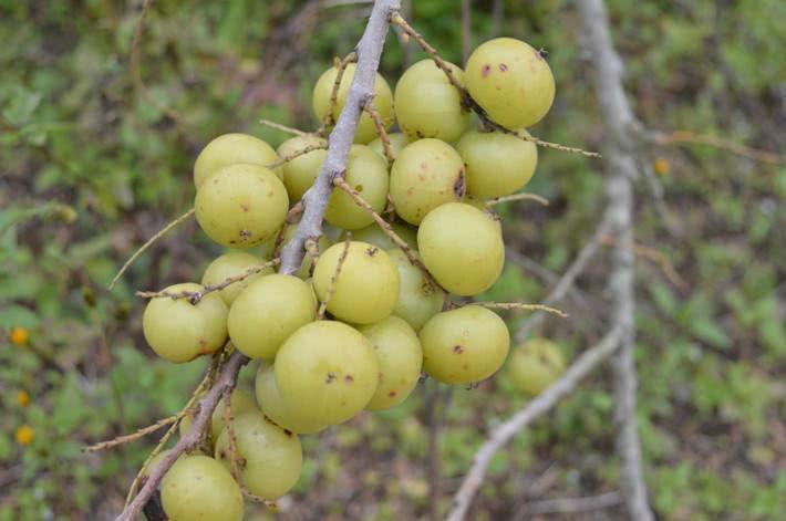 农村一种野果,吃软不吃硬,维c含量高,你吃过吗?