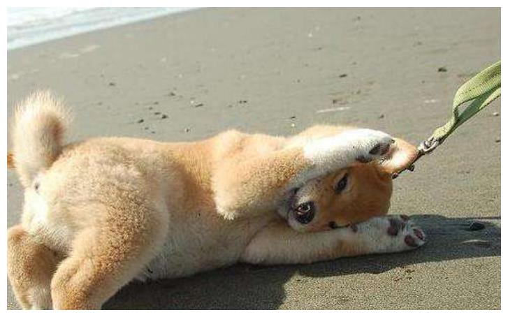 金毛不想回家,路边耍赖,让主人啼笑皆非