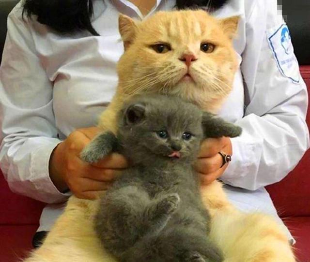 家中两只猫争宠,主人让橘猫抱抱蓝猫缓解矛盾,橘猫一脸嫌弃!