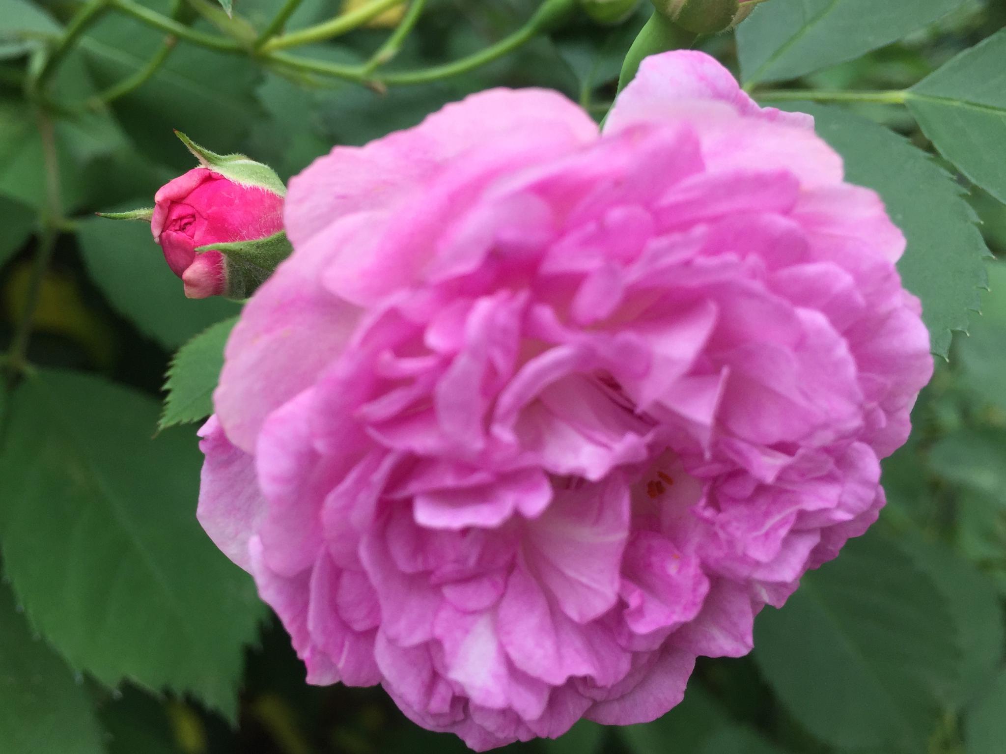 手机随手拍开在风中的红蔷薇