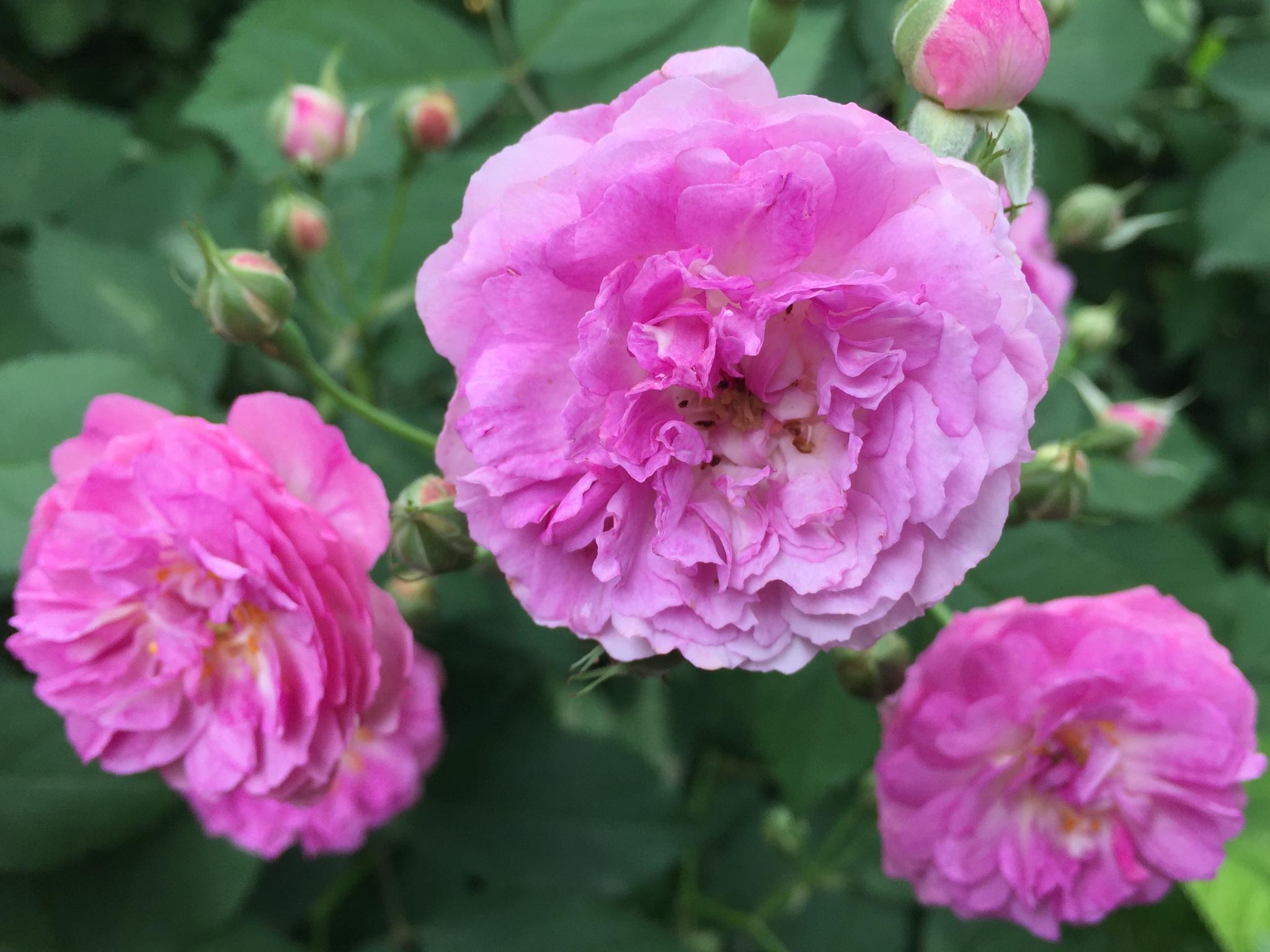 红蔷薇花图片(红蔷薇花图片花墙)