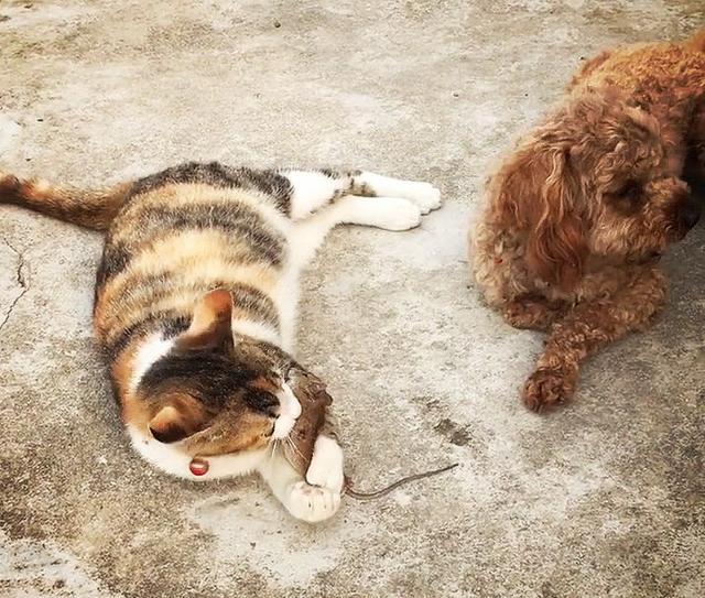 猫咪玩弄老鼠,狗狗打抱不平,老鼠叹气:你走吧,不想连累你