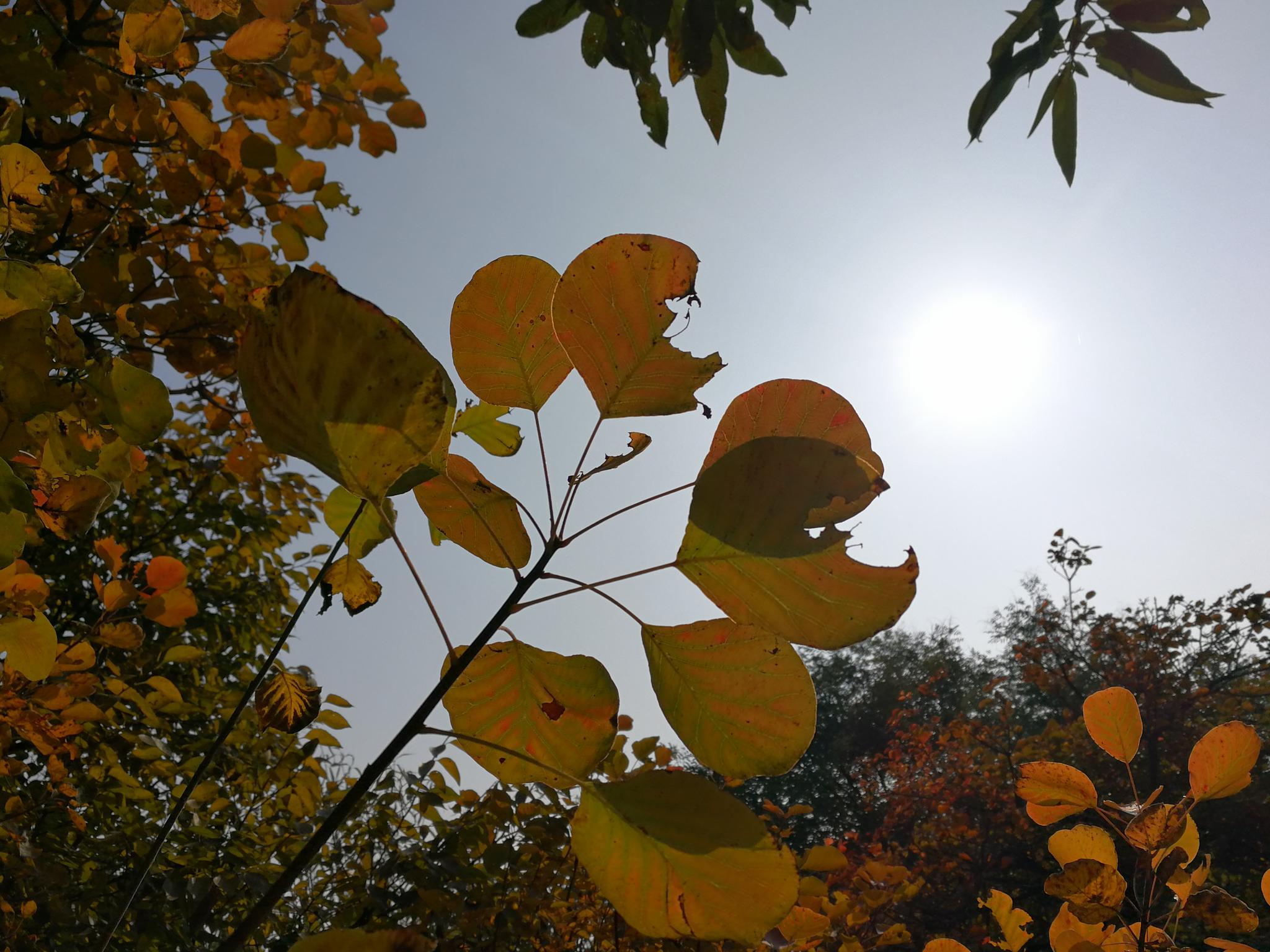 可用于治疗先天性大疱表皮松解症,冻疮,多形性红斑,结节性红斑,硬红斑