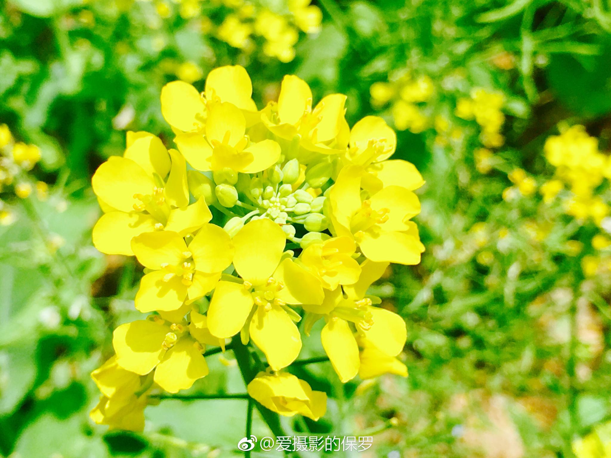 花卉摄影蚕豆花萝卜花白菜花图一蚕豆花图二图六萝卜花图