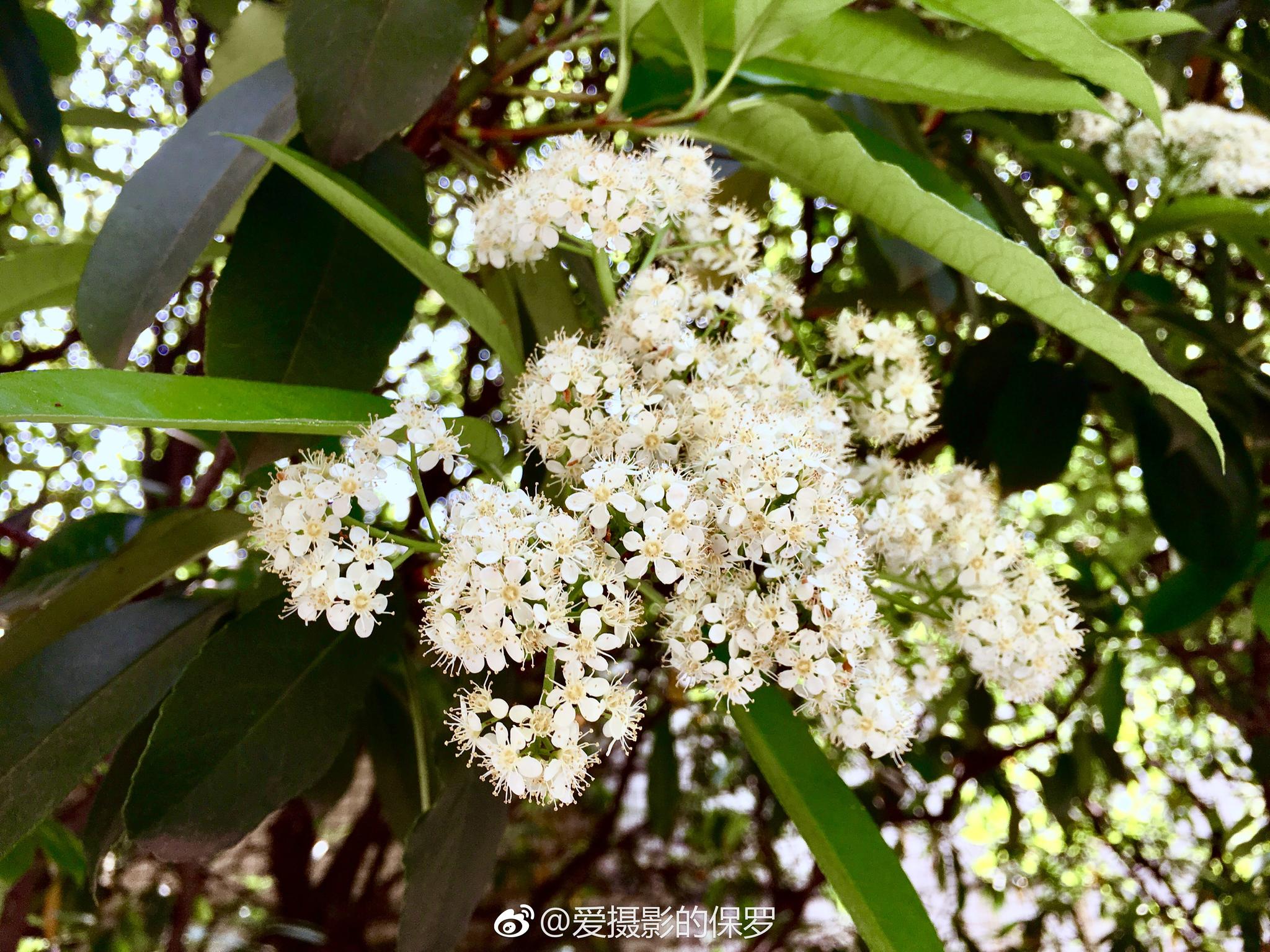 花卉摄影·石楠花开武汉,又是一年石楠花开季,你还好吗?
