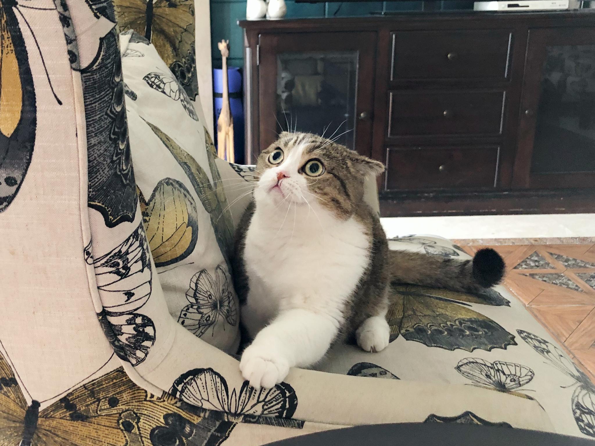 鹿鹿猫就算破了相,就算拍的光线不好,颜值丝毫不受影响