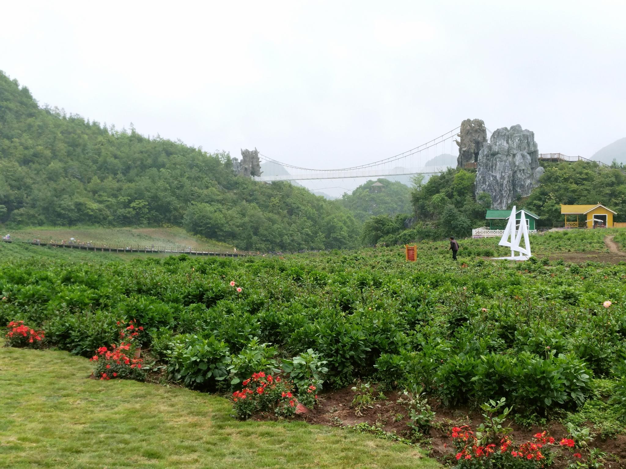 毕节百里杜鹃景区的彝山花谷每到夏天清凉湿润空气清新