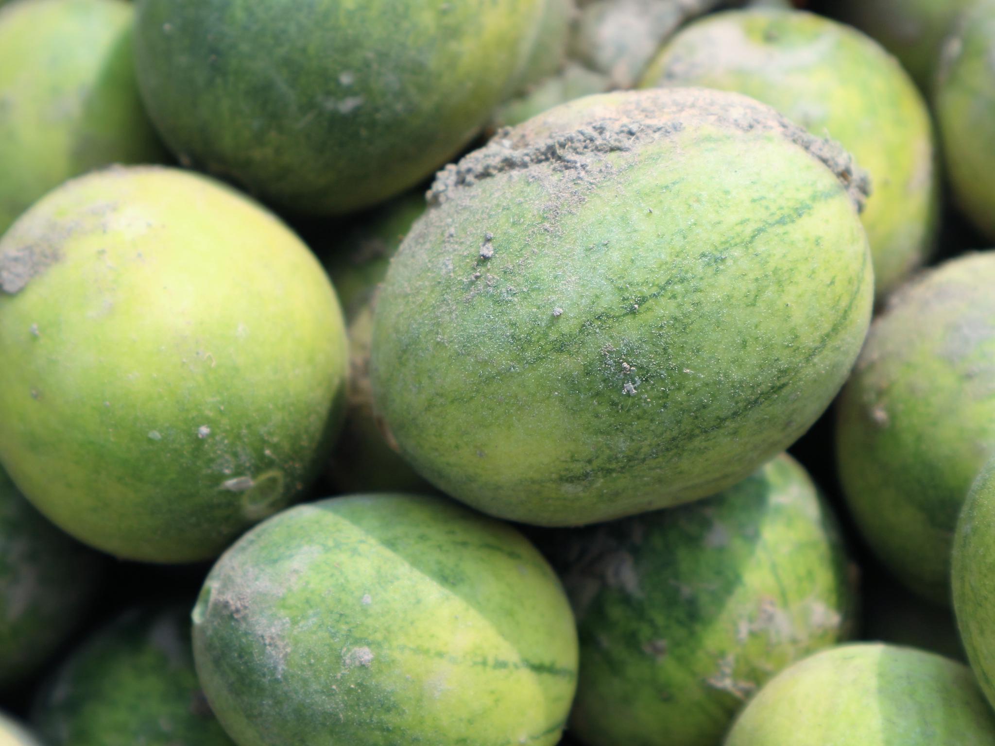 有一种野生小西瓜,被农民当作野草除掉,用它榨油每斤售价80元!