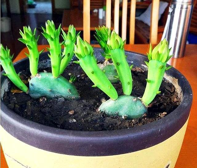 扦插仙人掌要用对方法小花匠告诉你方法生根快插一棵活一棵