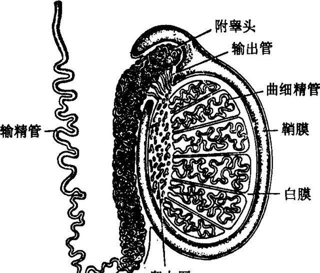 由腹壁膨出所形成的皮肤囊袋装结构,里面有睾丸,附睾和一部分精索