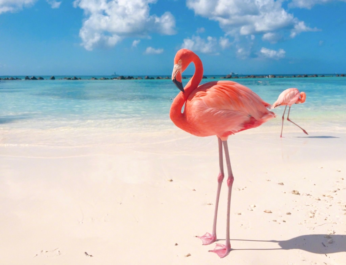 阿鲁巴岛的火烈鸟