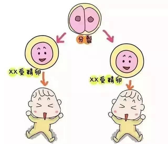 双胞胎是怎么形成的? 有秘诀吗?
