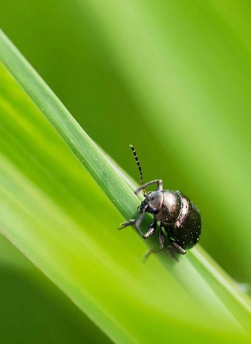 昆虫世界——柳圆叶甲【原创摄影】