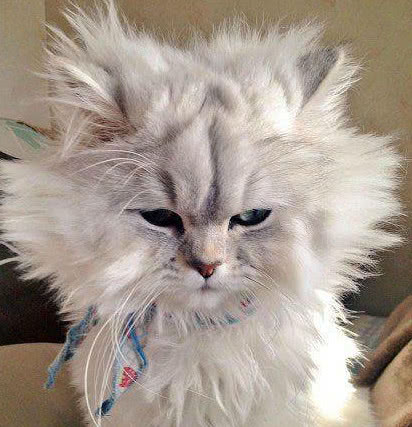 猫咪的尾巴会炸毛这是为什么呢