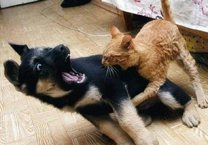 一只被围攻的狗狗,笑死人了!