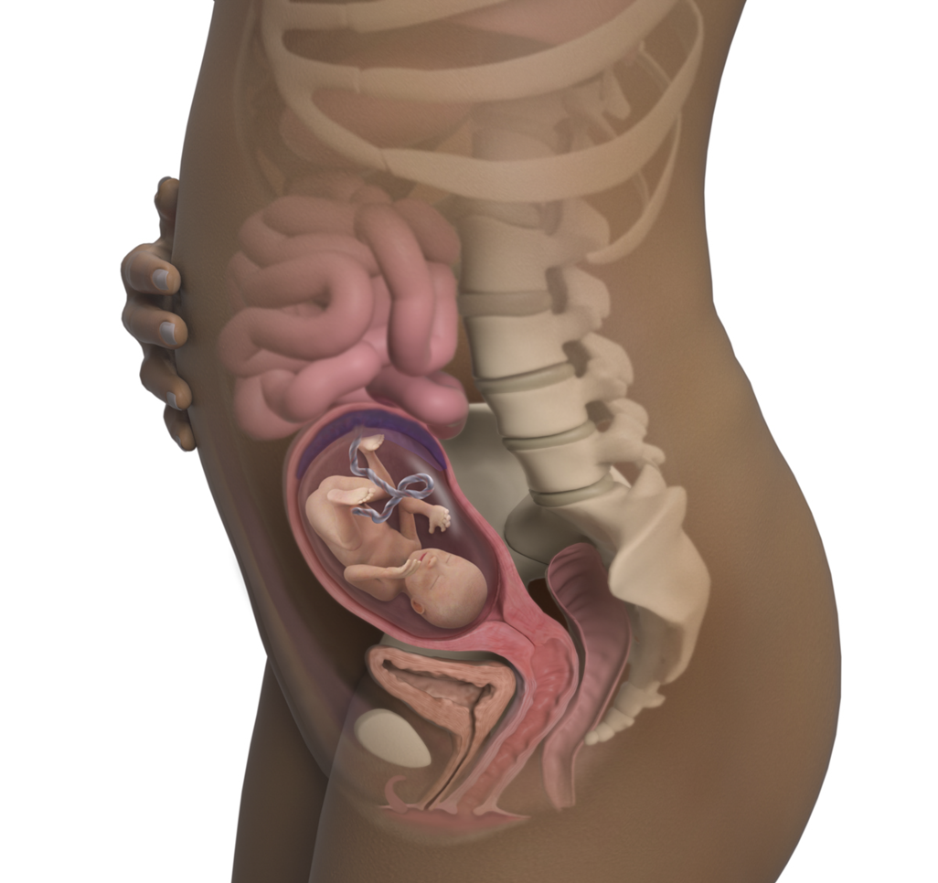 孕19周:宝宝和孕妈妈的新变化,不要错过!