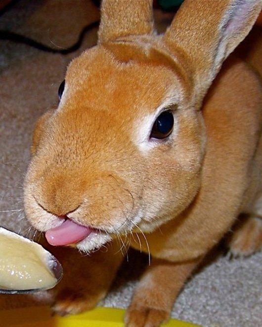 小兔子|舌头|可爱_新浪新闻