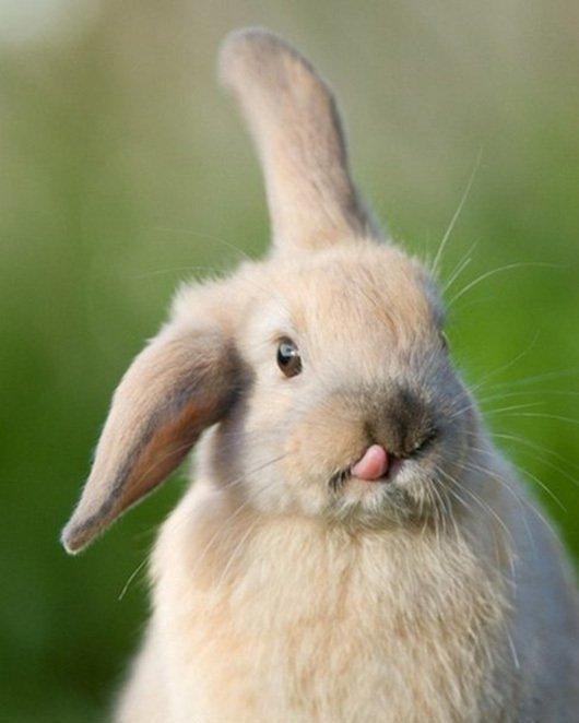 小兔子|舌头|可爱_新浪新闻