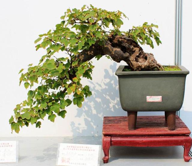 海派盆景的特点是怎么形成的飘若淡然恬静娴雅