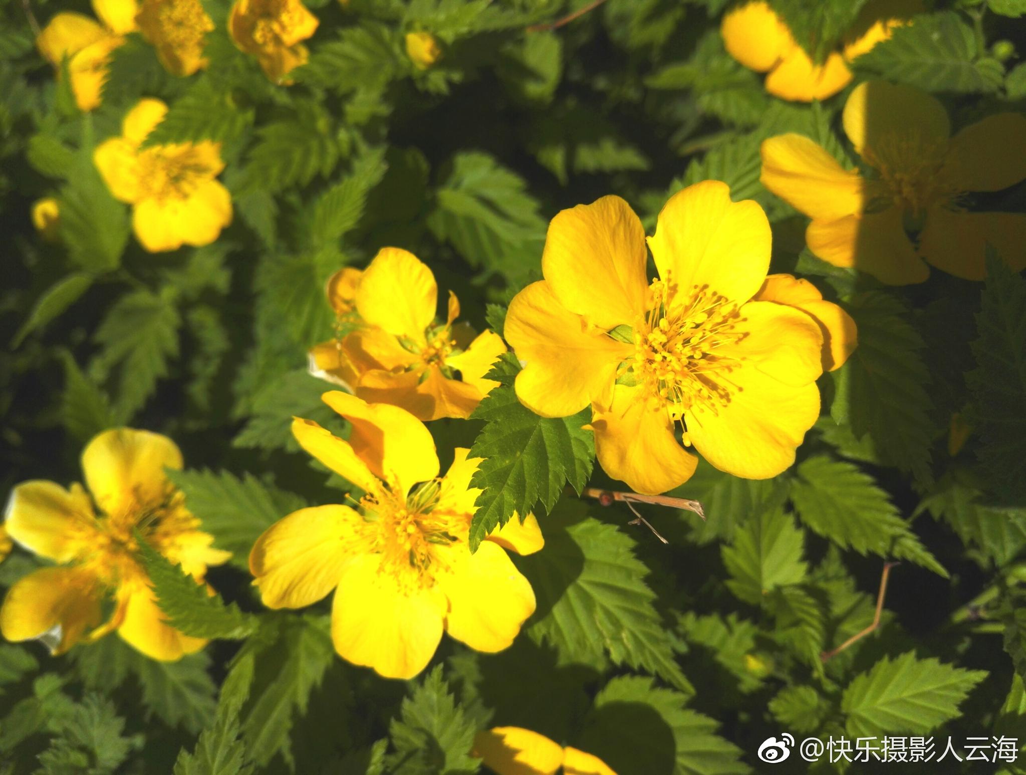 植物花卉小黄花