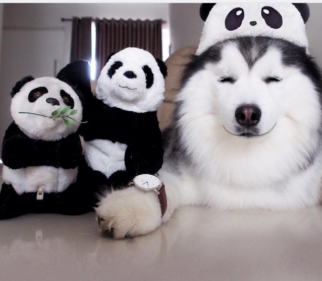 最像熊猫的小型犬图片