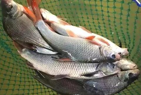 石鲫小档案石鲫鱼的学名是似刺鳊鮈,属于鲫鱼的一个品种,在太湖周边