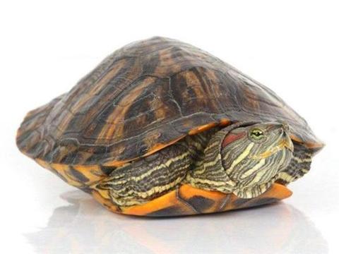 “乌龟”和“王八”是一样的吗?看完终于知道它们的区别了|王八|乌龟|龟类_新浪新闻