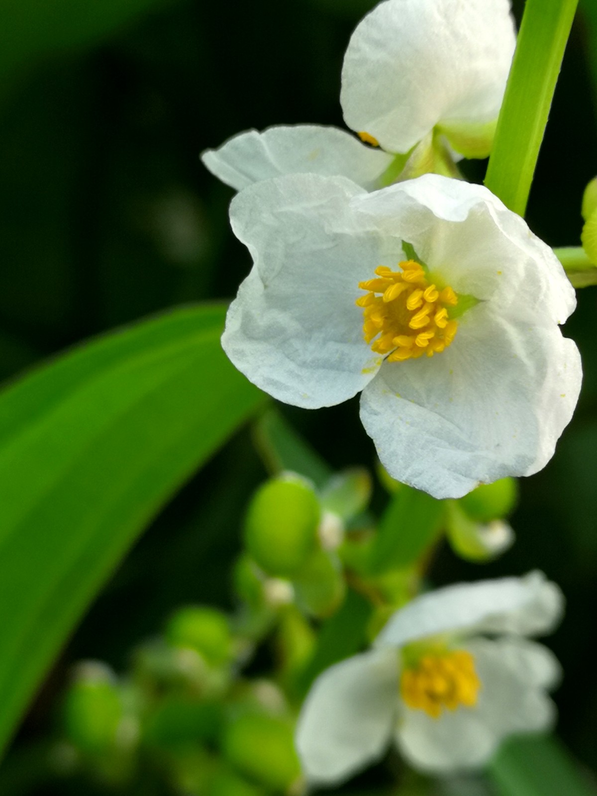 象征着纯洁幸福的白色精灵茨菰却有补中益气防癌抗癌的功效