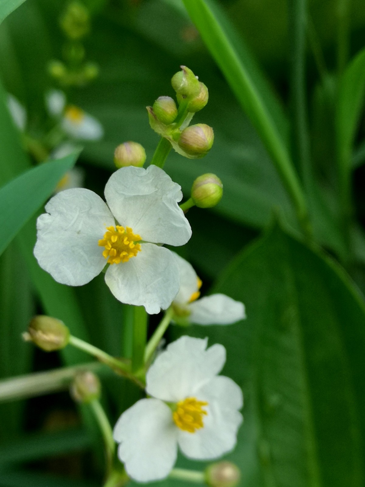 据《本草纲目》载:"慈姑,一根岁生十二子,如慈姑之乳诸子,故以名之.
