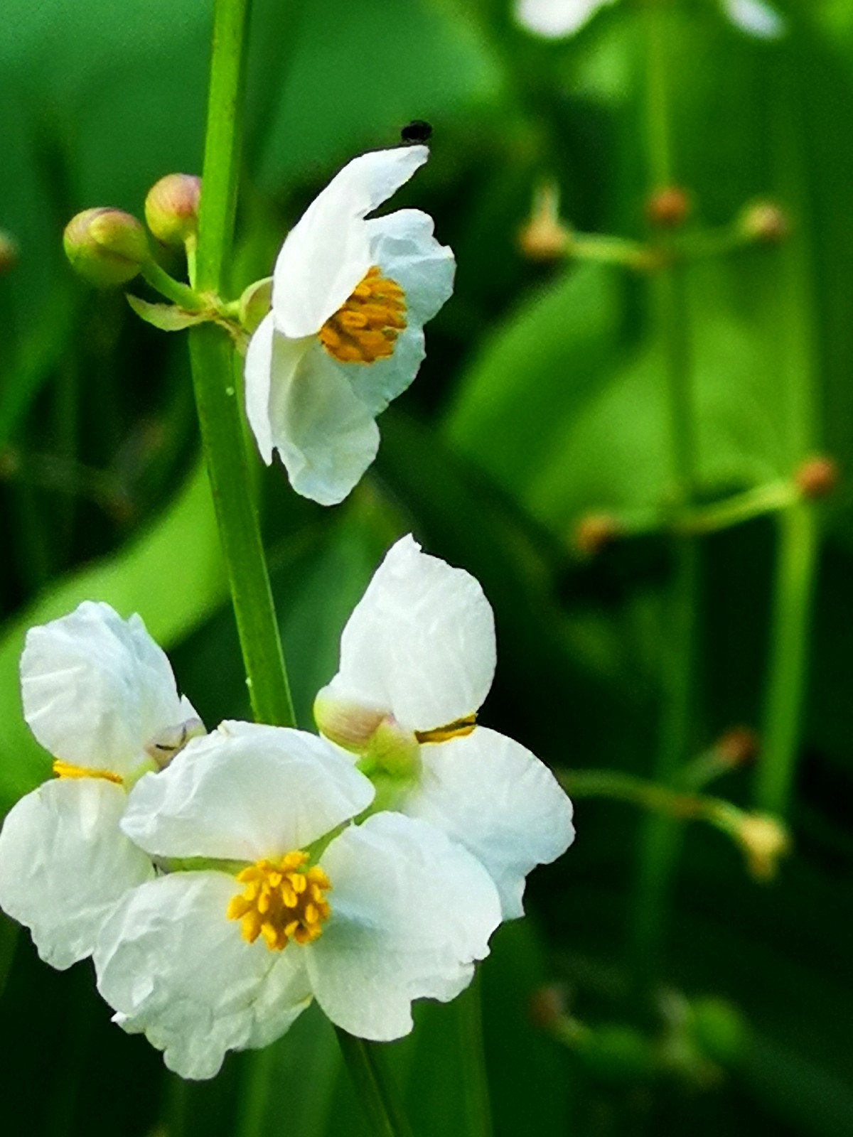 象征着纯洁幸福的白色精灵茨菰却有补中益气防癌抗癌的功效