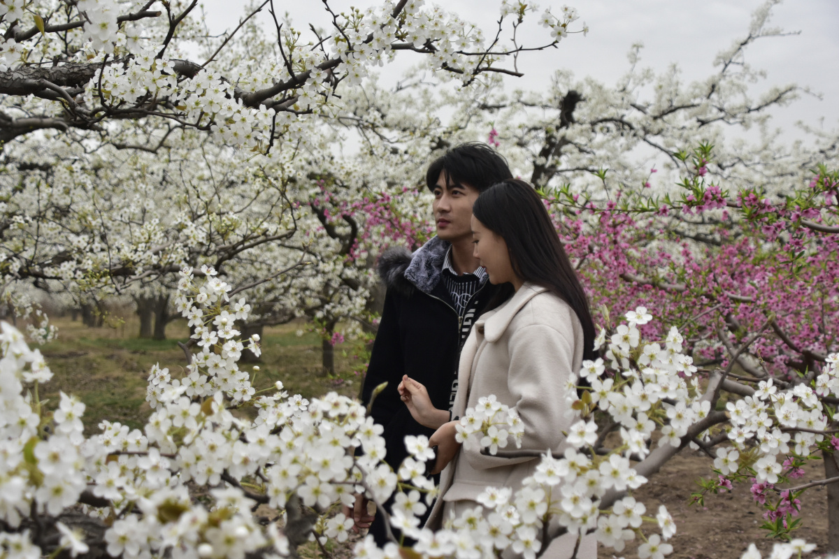 藁城区第十四届梨花节暨宫面文化旅游隆重开幕