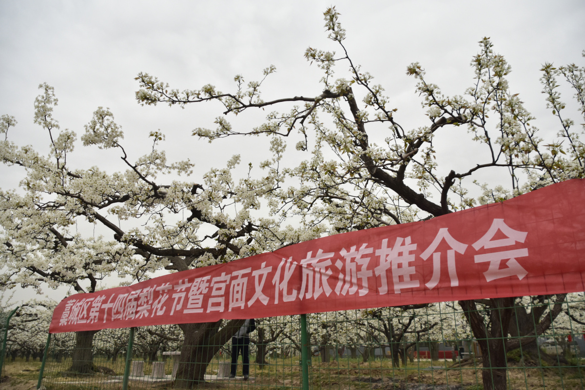 藁城区第十四届梨花节暨宫面文化旅游隆重开幕