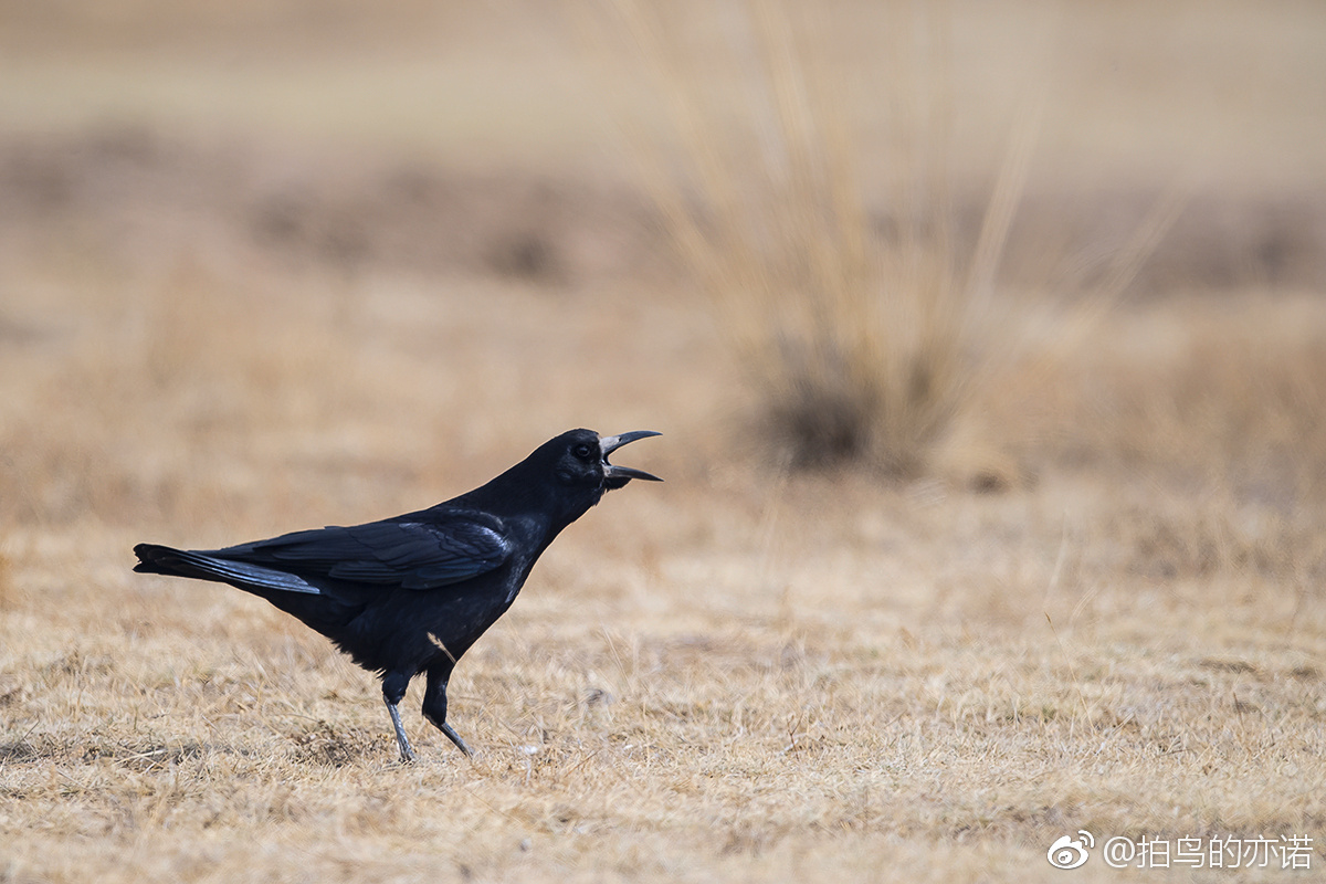 秃鼻乌鸦|秃鼻乌鸦|鸟类|眼球_新浪新闻