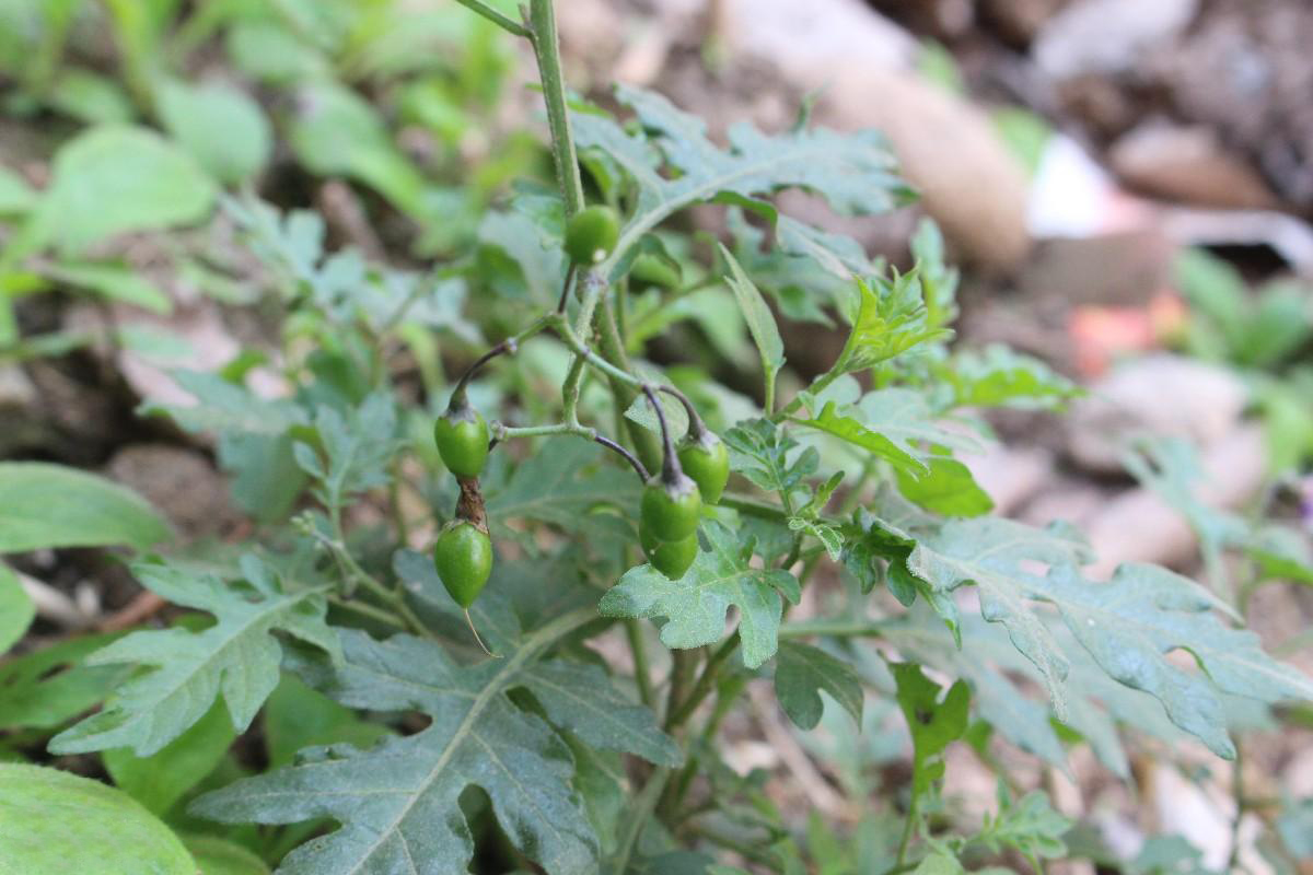 由于蜀羊泉这种野草外形普通,很多人都以为它没啥用,常常拿去喂猪