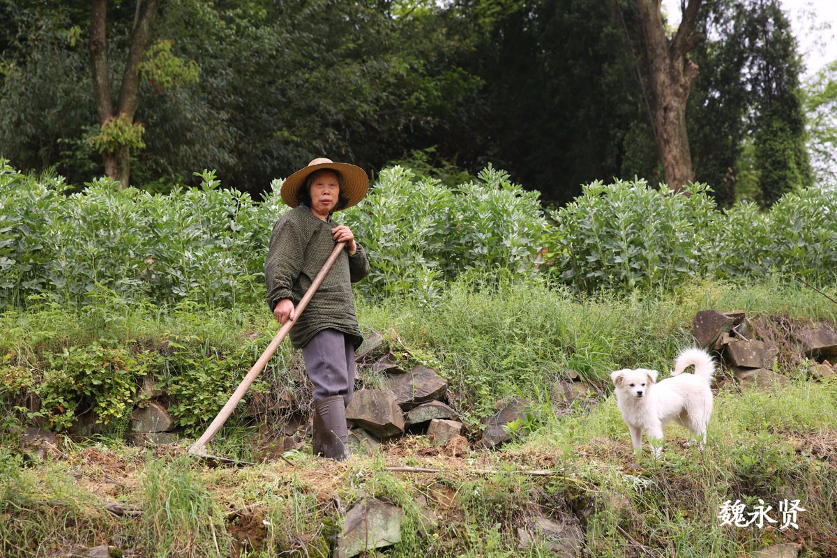 山村里种菜的老人 种的菜吃不完图的是劳动的快乐