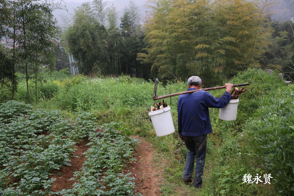 山村里种菜的老人 种的菜吃不完图的是劳动的快乐