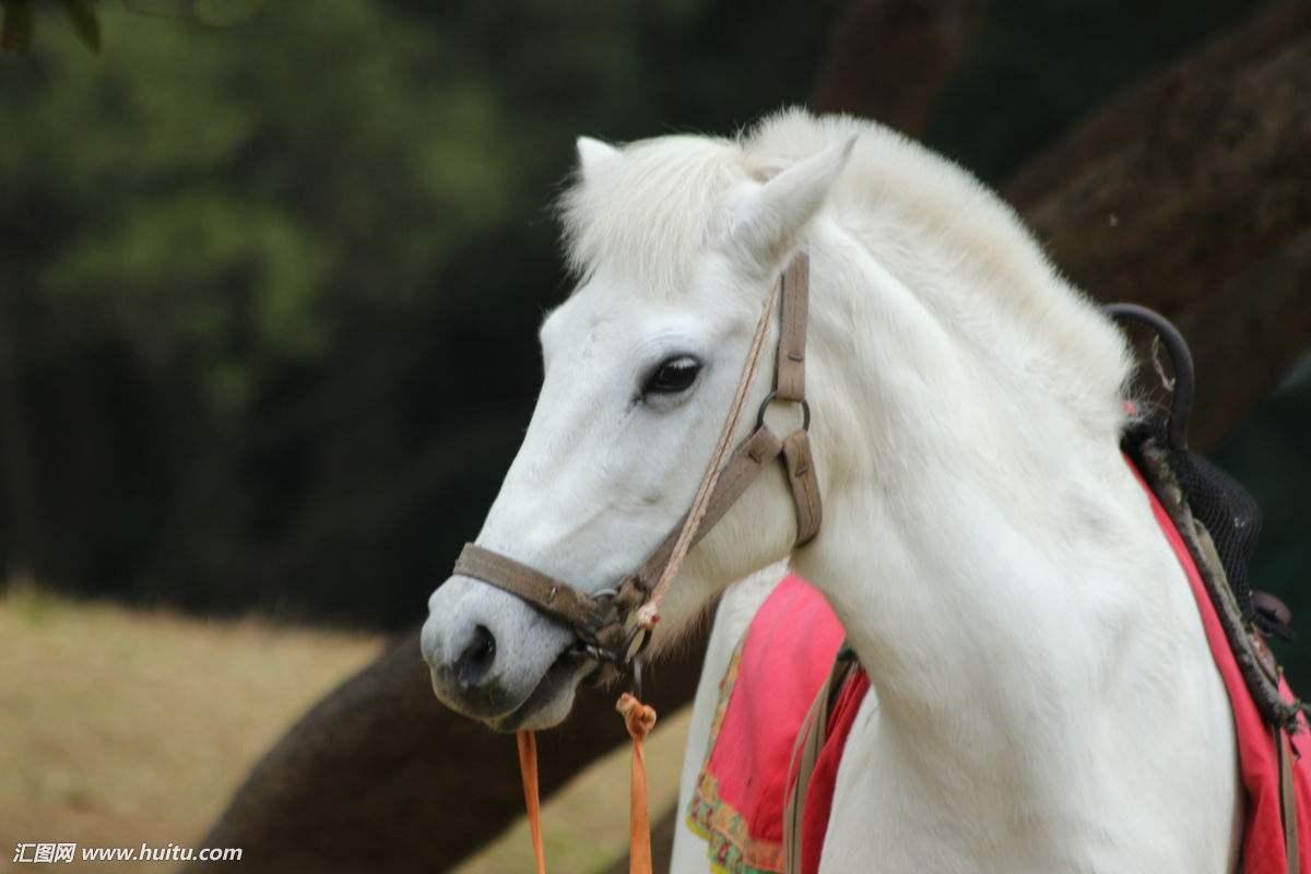 大家还记得西游记中的白龙马吗它拍完以后或者什么样的生活