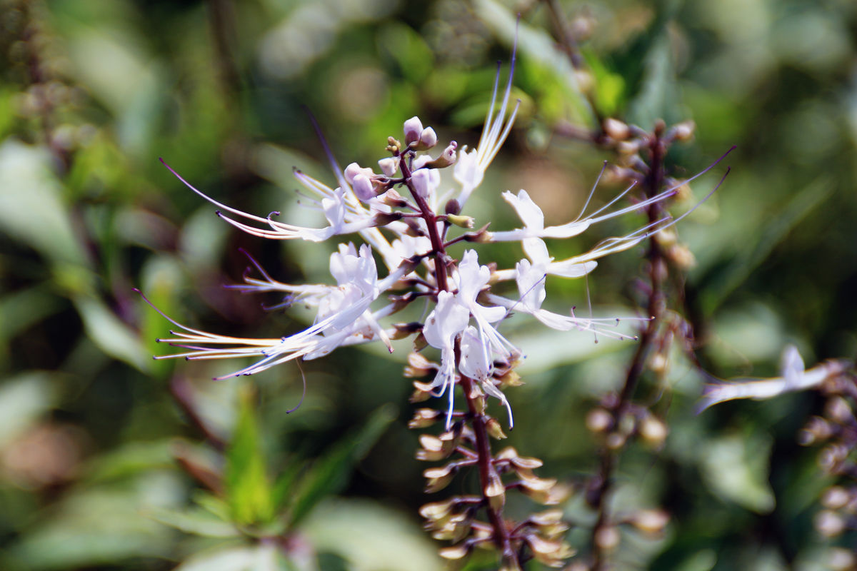 促进毒性代谢产物的排除,降低体内血尿酸,猫须草对尿路感染,急慢性