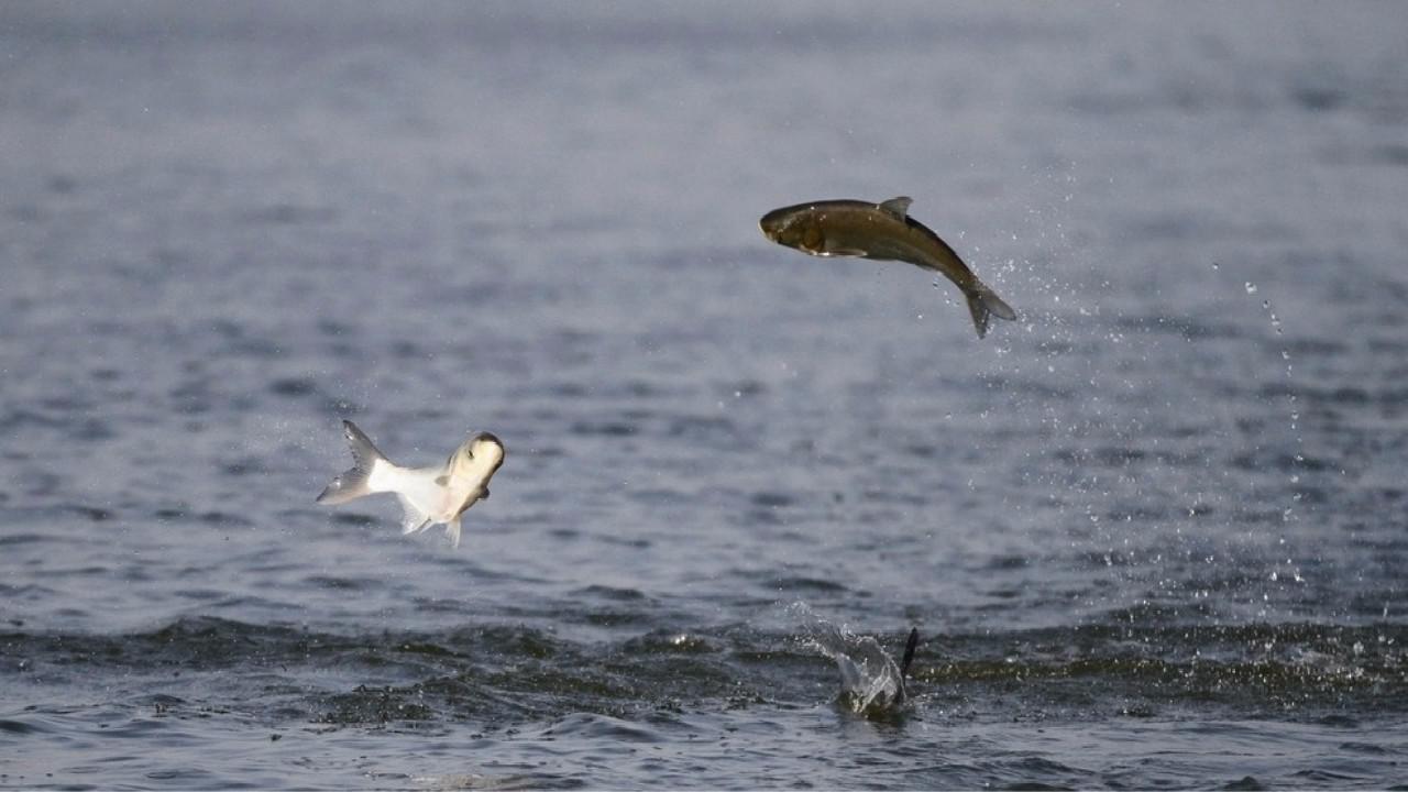 在过去河里明明有鱼,为什么农村人饿死也不敢抓来吃?