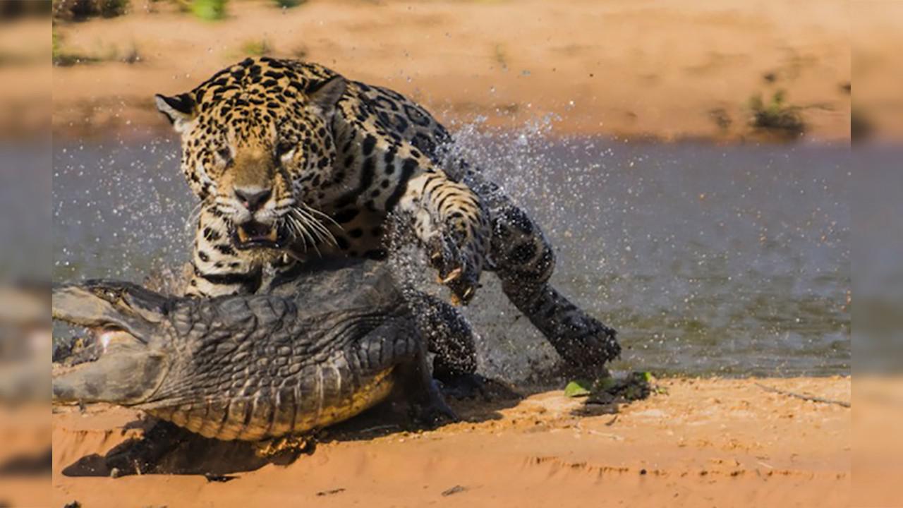 美洲豹和鳄鱼打架,到底谁更厉害?答案你万万没想到