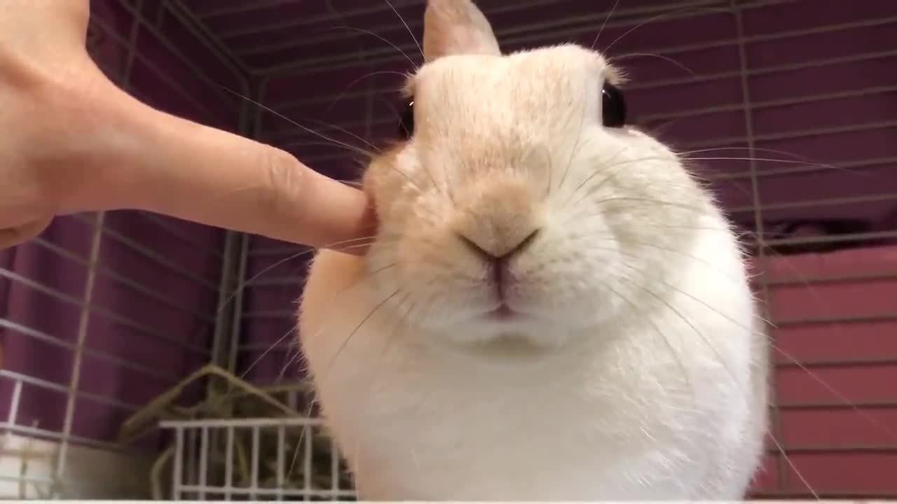 日本超可爱兔叽mugi,只要主人戳脸杀,就会竖起一只耳朵 又要骗人养兔