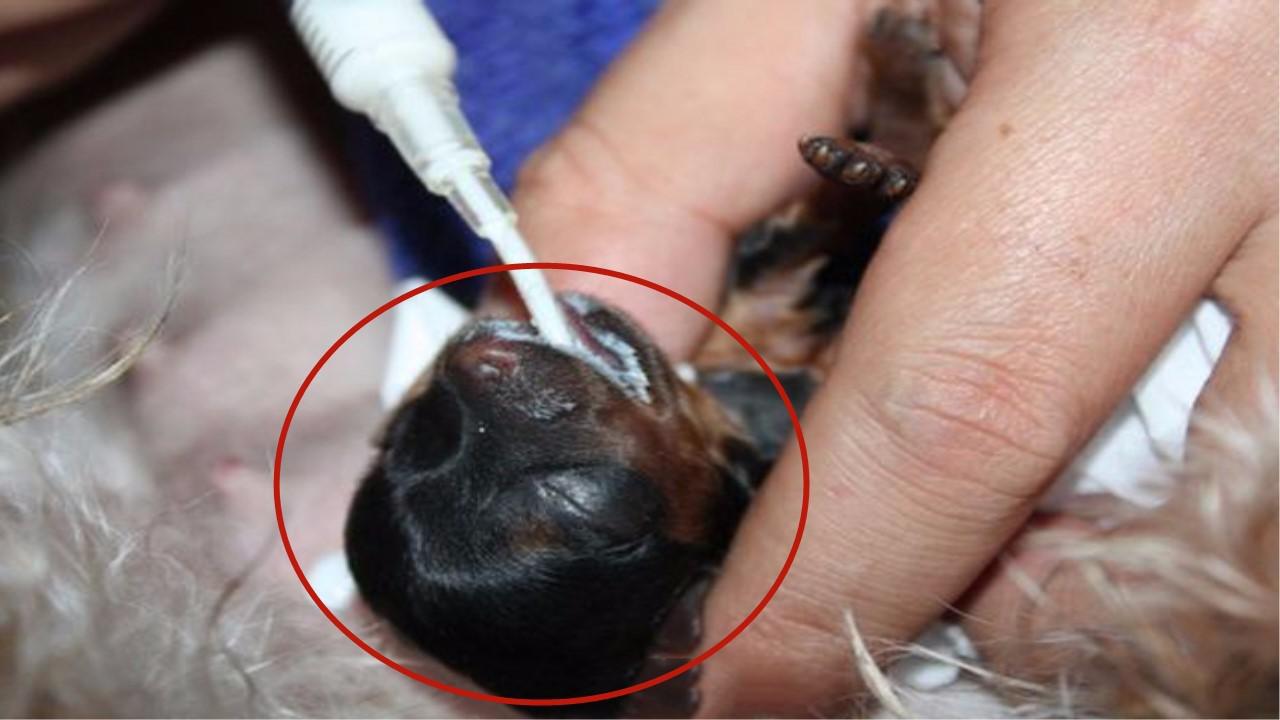 看完真想掐死狗贩子