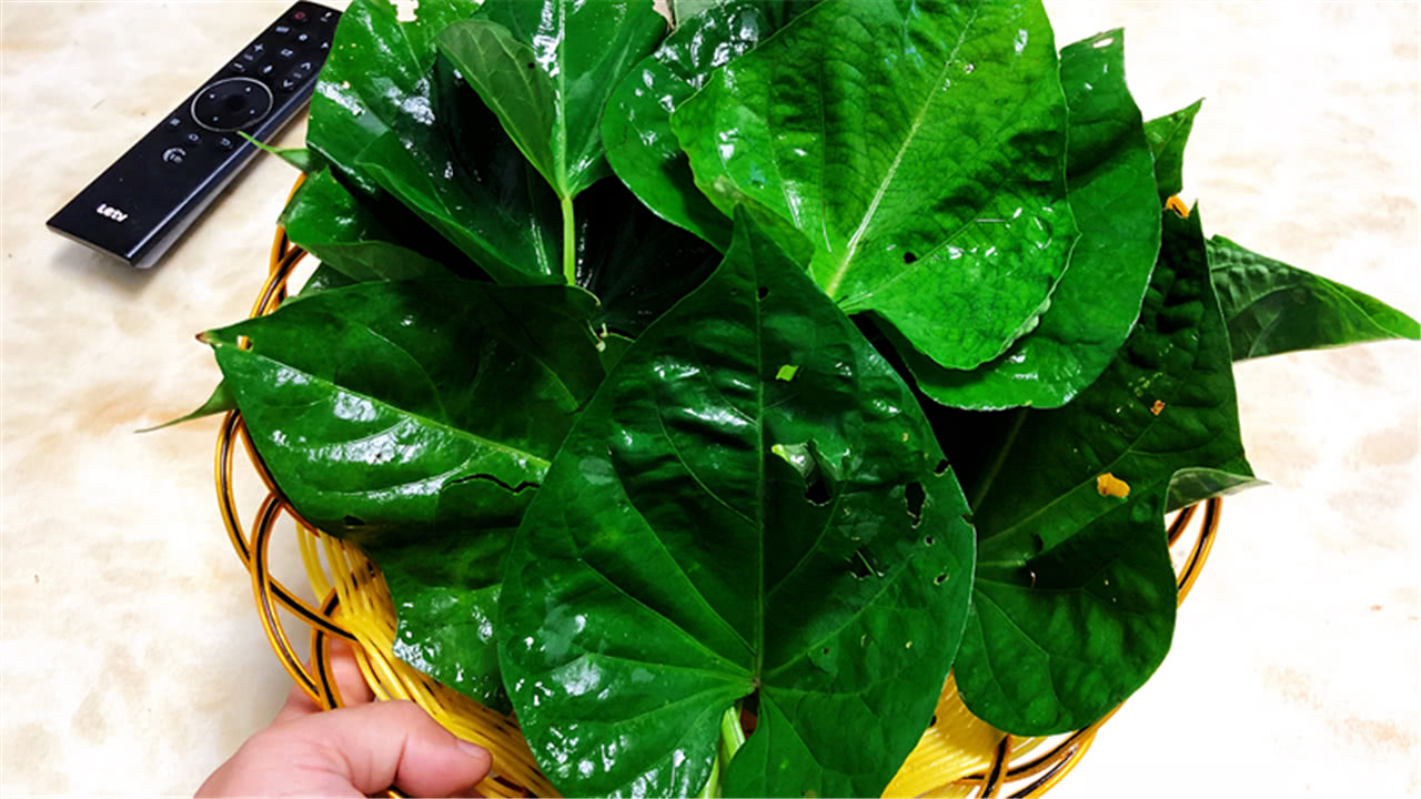 秋后减肥每天吃点红薯叶,连吃十几天,大肚腩没有了,也不感冒了