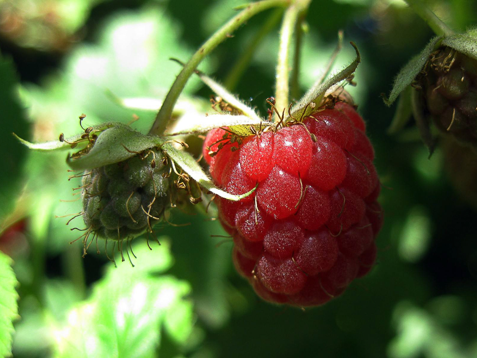 这是一个长满野山莓的春天只要你用心其实春天也是一个收获的季节