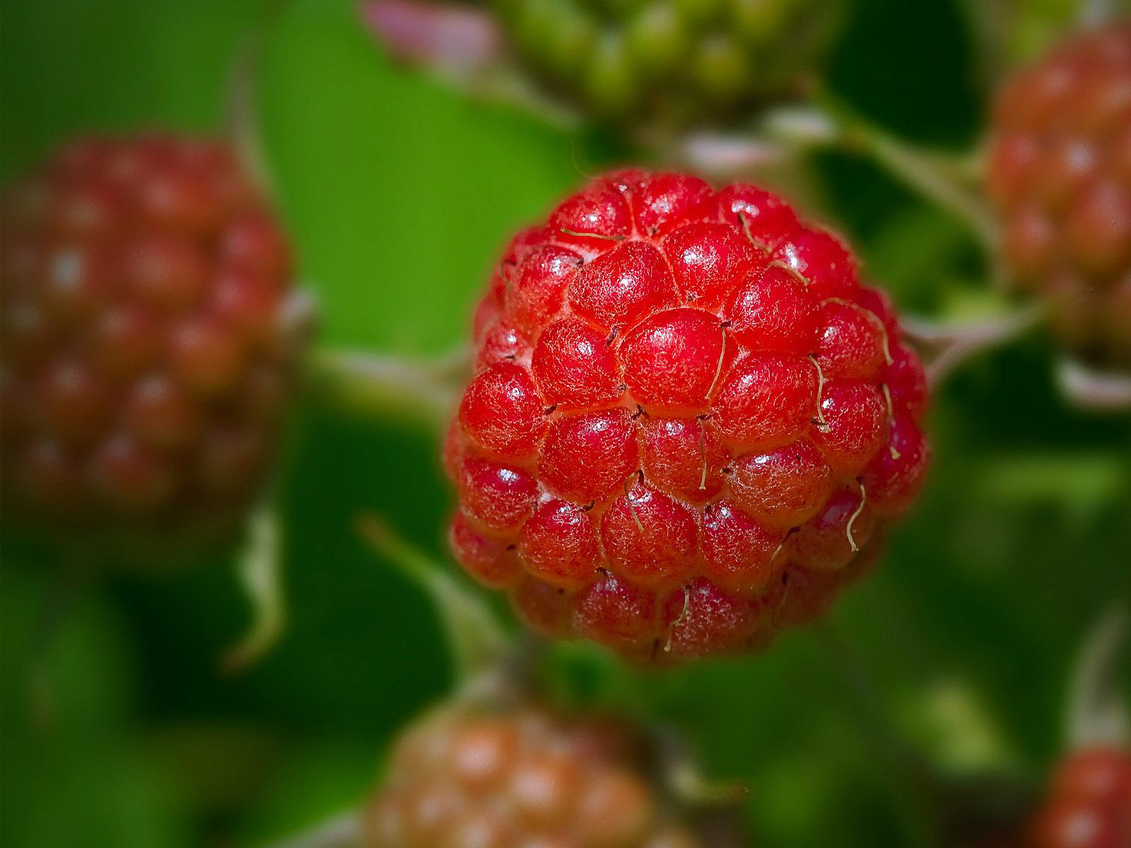 这是一个长满野山莓的春天只要你用心其实春天也是一个收获的季节