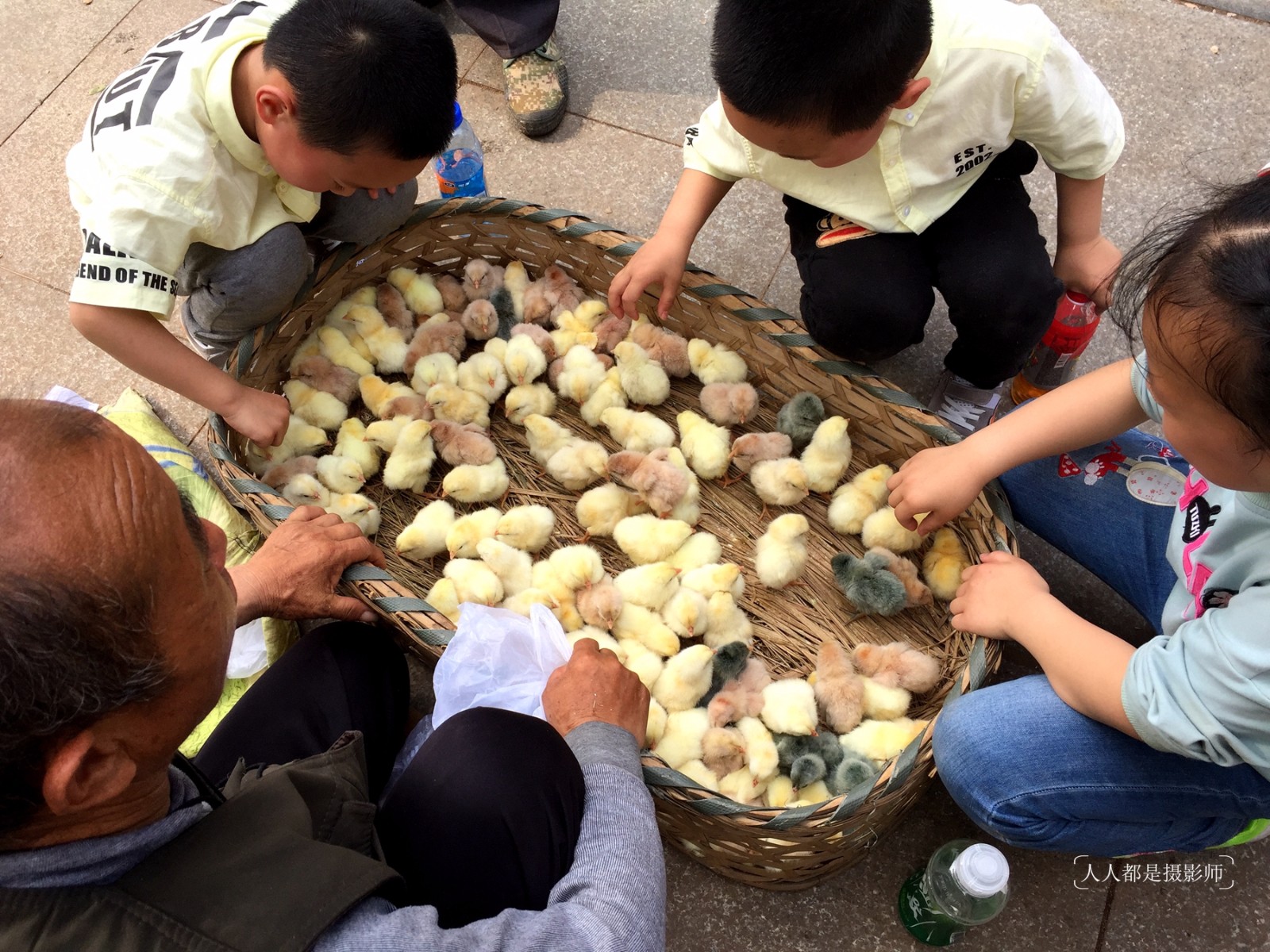 农民村里孵化小鸡拿城里售卖5块钱2只一年只卖3个月