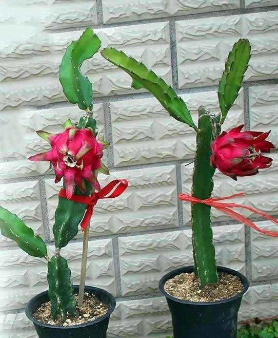 只需掌握一点盆栽红心火龙果搁盆里就能养活